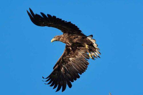 Haliaeetus albicilla