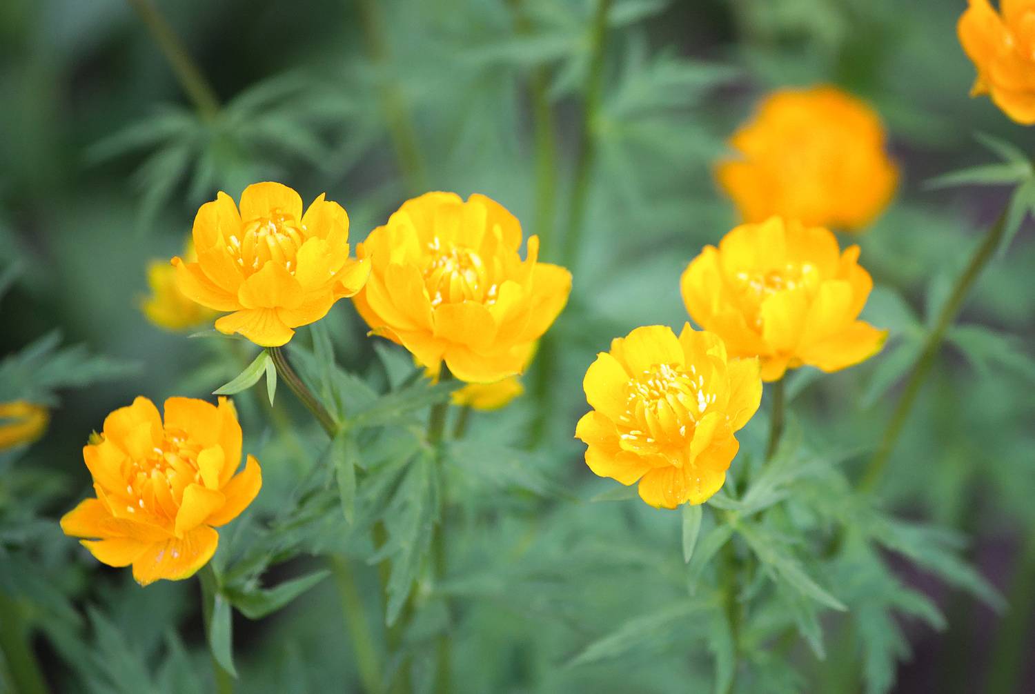 купальница, trollius europaeus, жарки, КарОл
