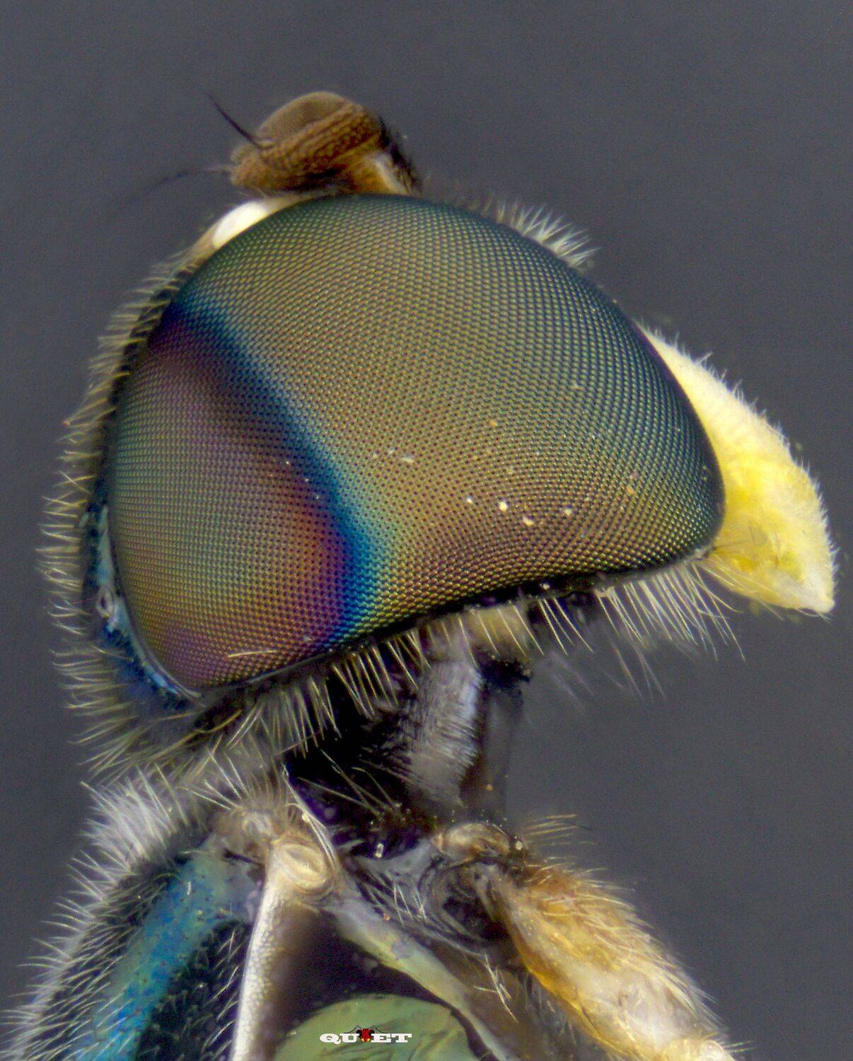 , QUYET NGUYEN TRONG