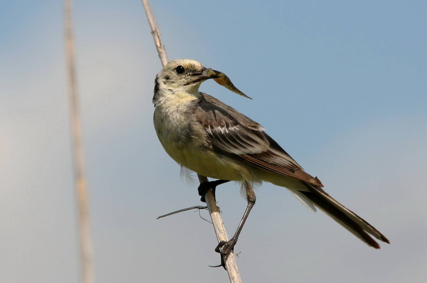 животные, природа, птицы, трясогузка белая, анималистика, Владимир Шебаршенко