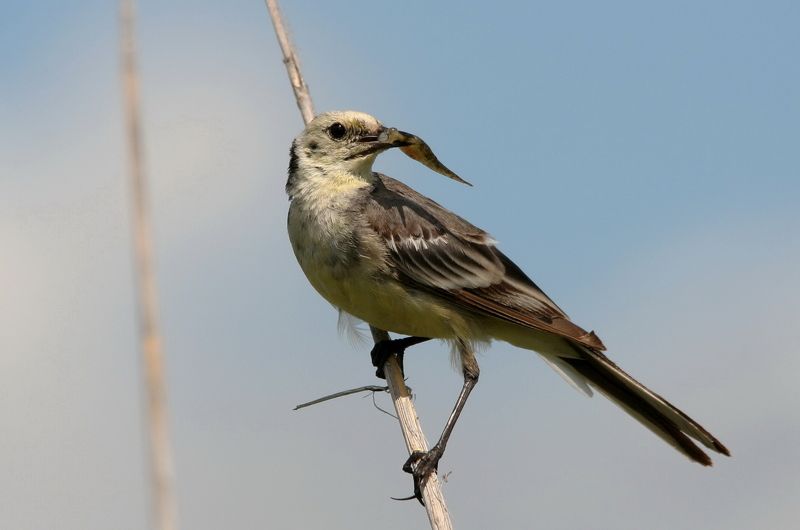 животные, природа, птицы, трясогузка белая, анималистика Утренний улов фото превью
