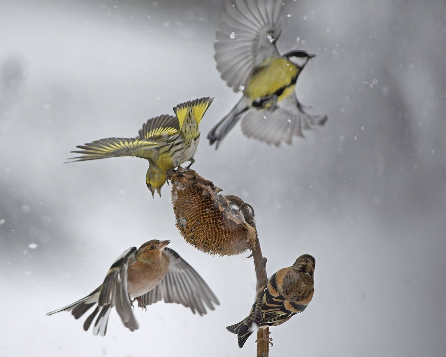 , Евгени Стефанов