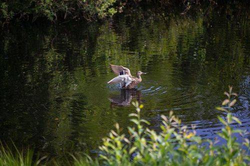 Грациозность