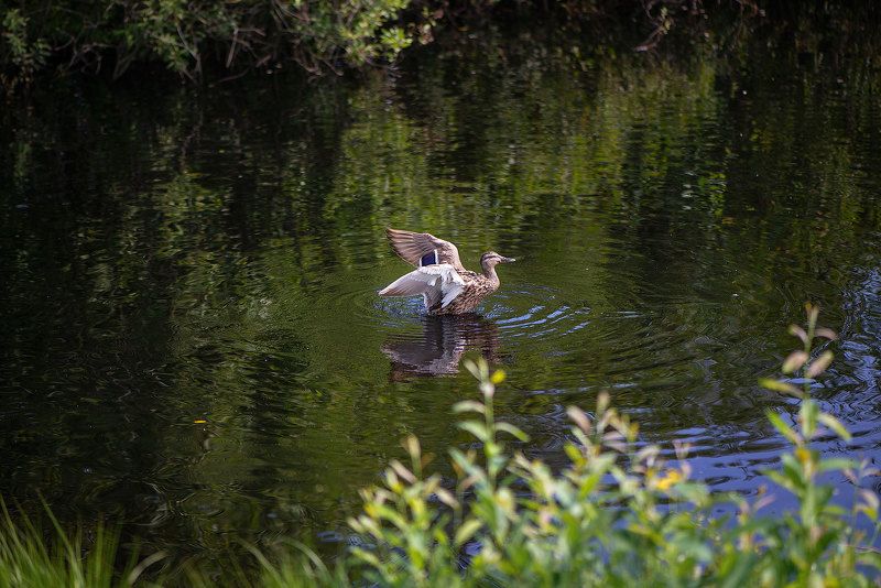 утки, лето, озеро Грациозность фото превью