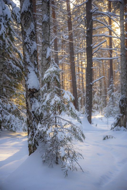 В лесу родилась... фото превью