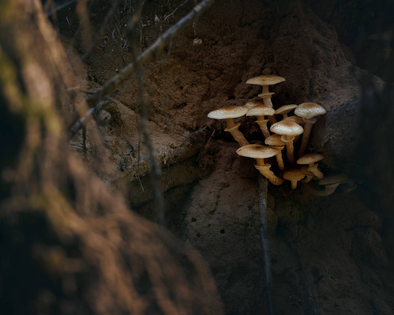 гриб, лес, Валерий Вождаев