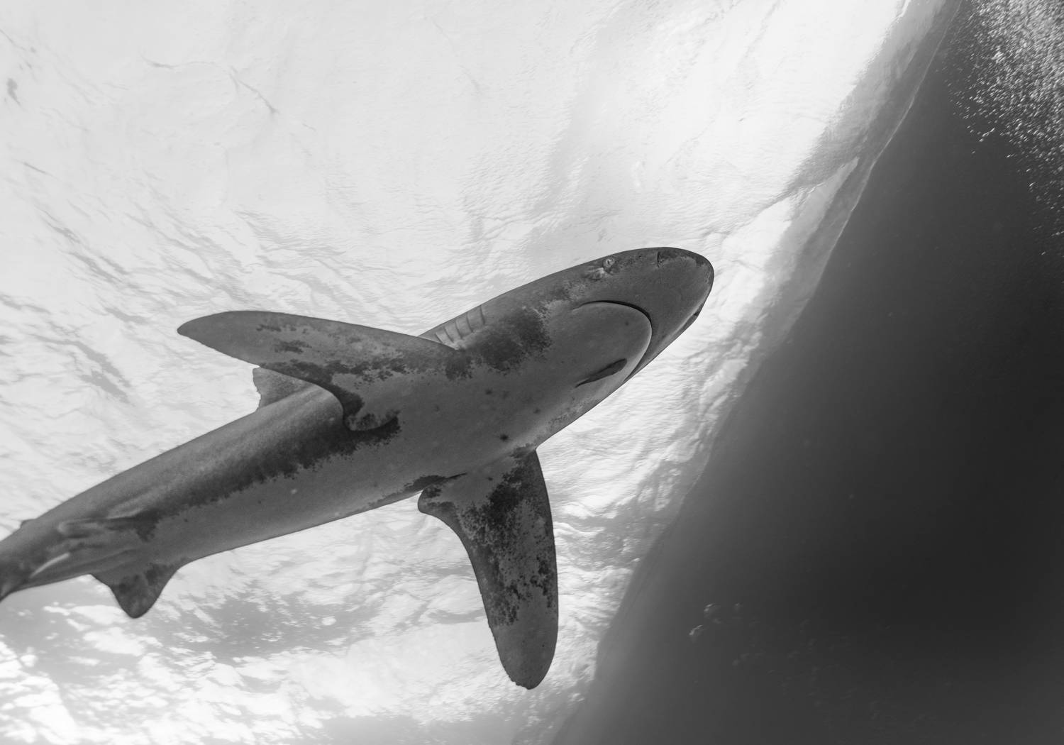 , Валерий Одинцов