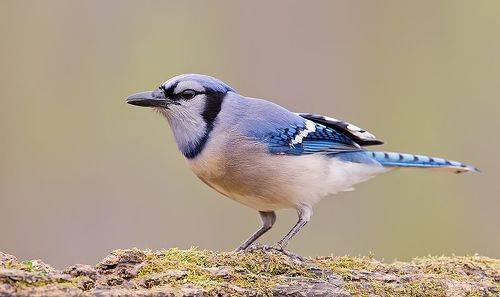 Blue Jay - Голубая сойка