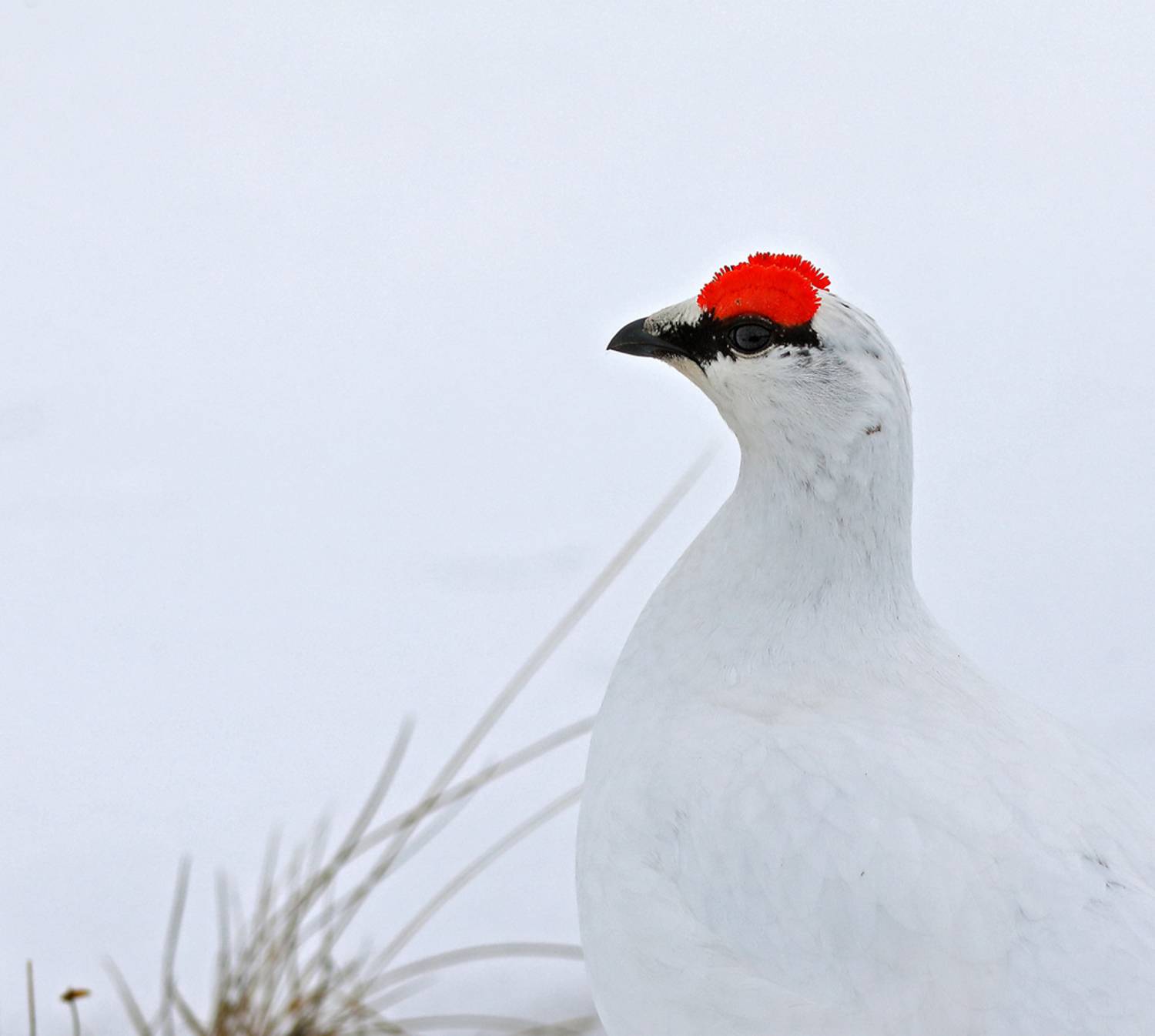 , Дмитрий Елисеев