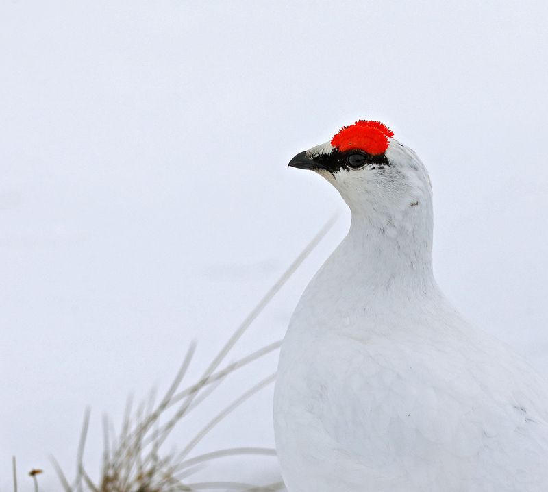 «И тут выхожу я, весь в белом…» фото превью