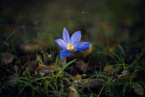 Декабрьские крокусы.