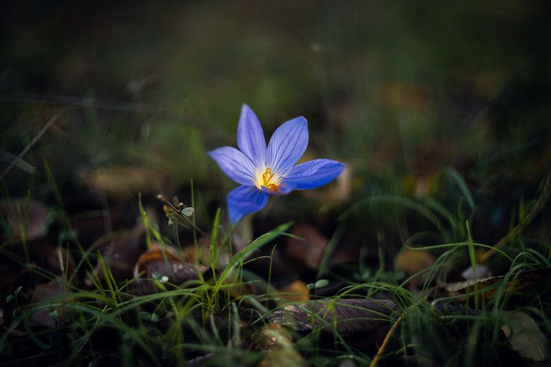 Декабрьские крокусы. фото превью