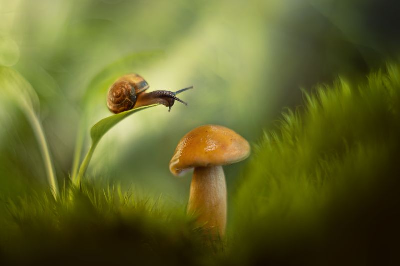 улитка, макро, гриб Улитка и гриб фото превью