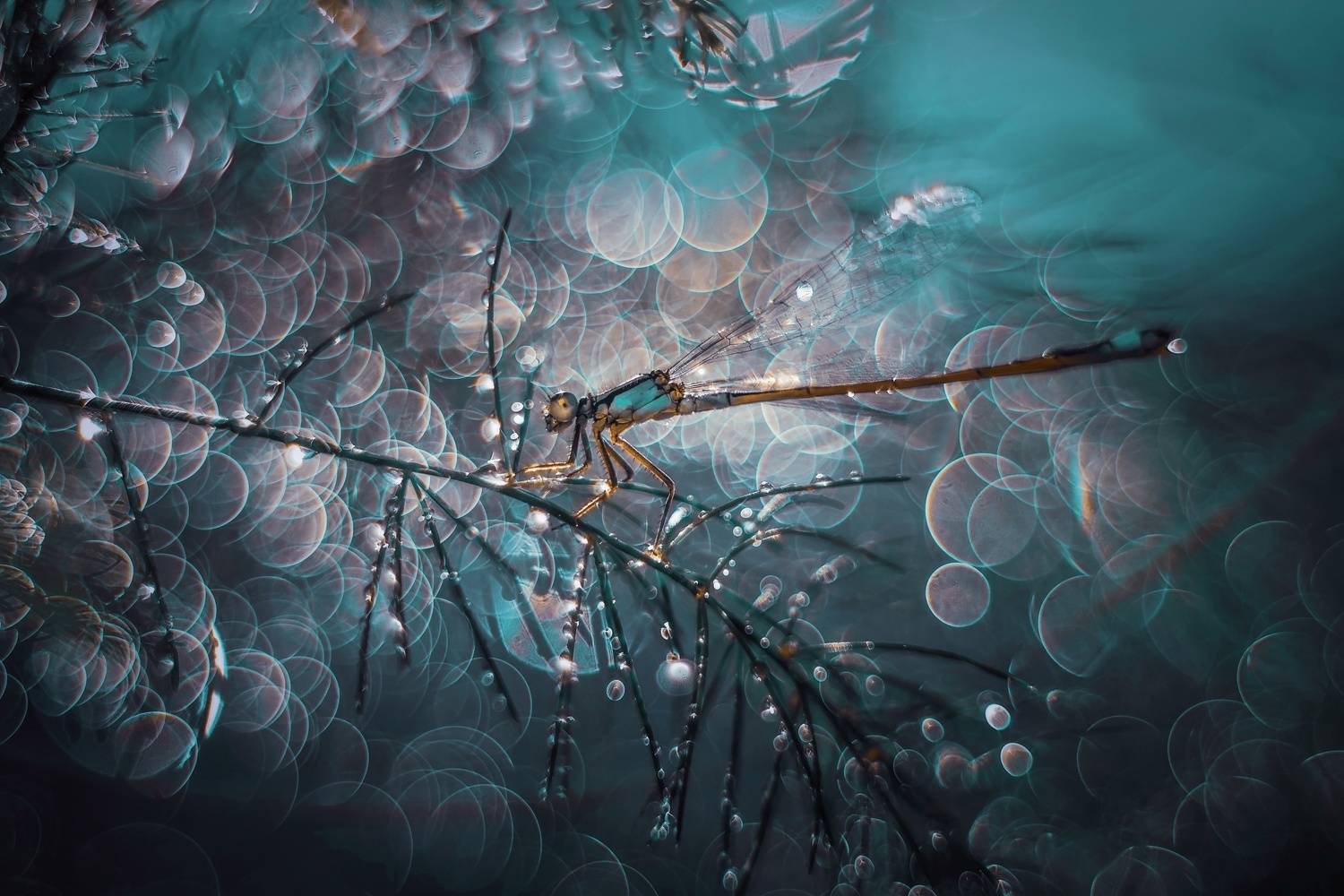 , Лапшина Владлена