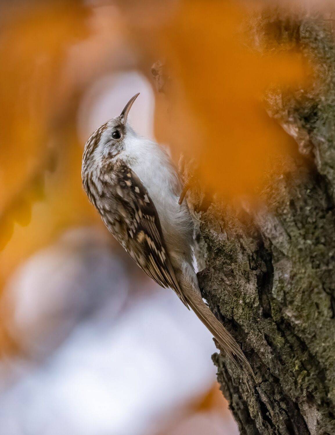 , Дэм Константин