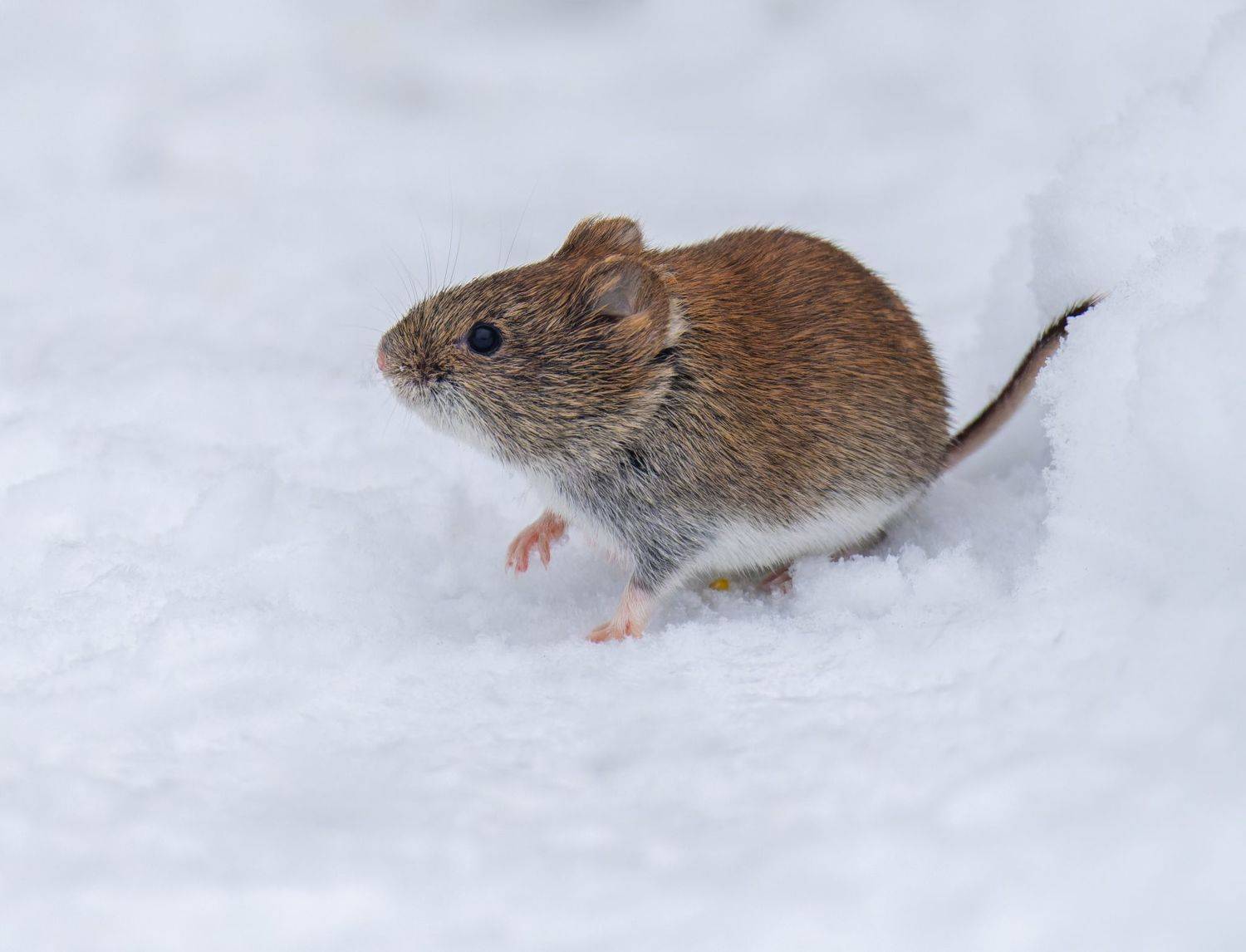 , Дэм Константин