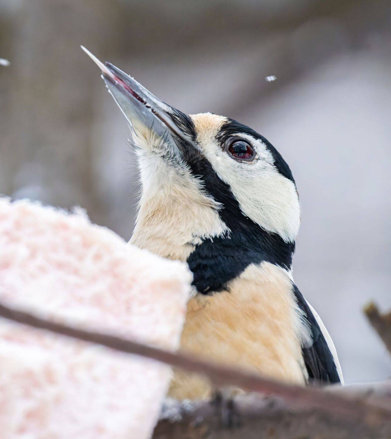 , Дэм Константин