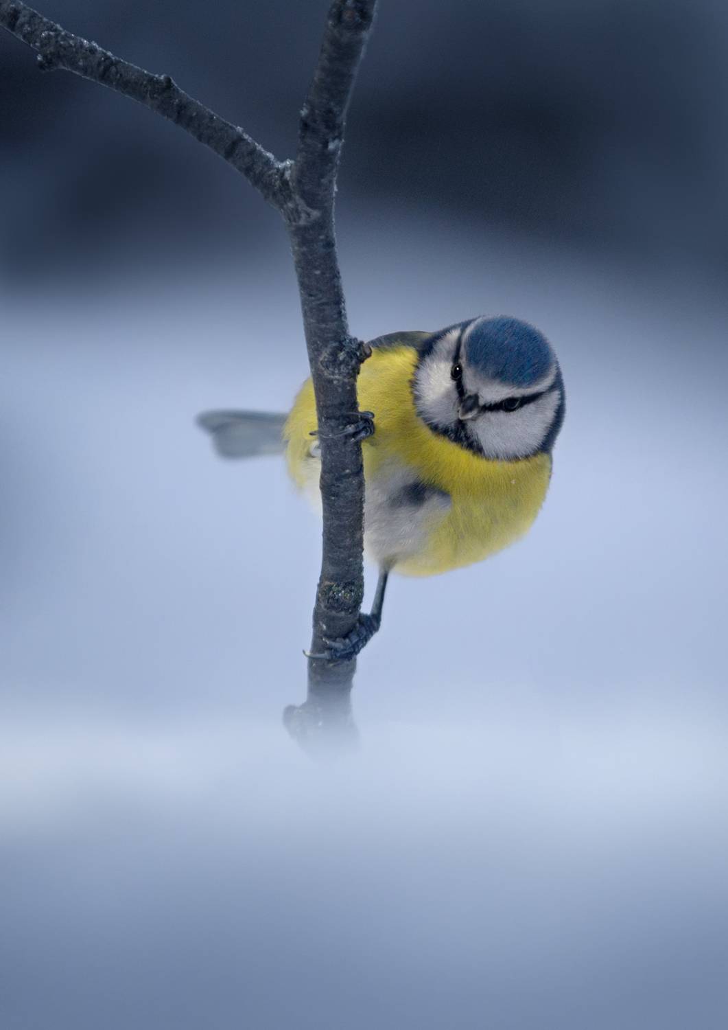 , Баранов Олег