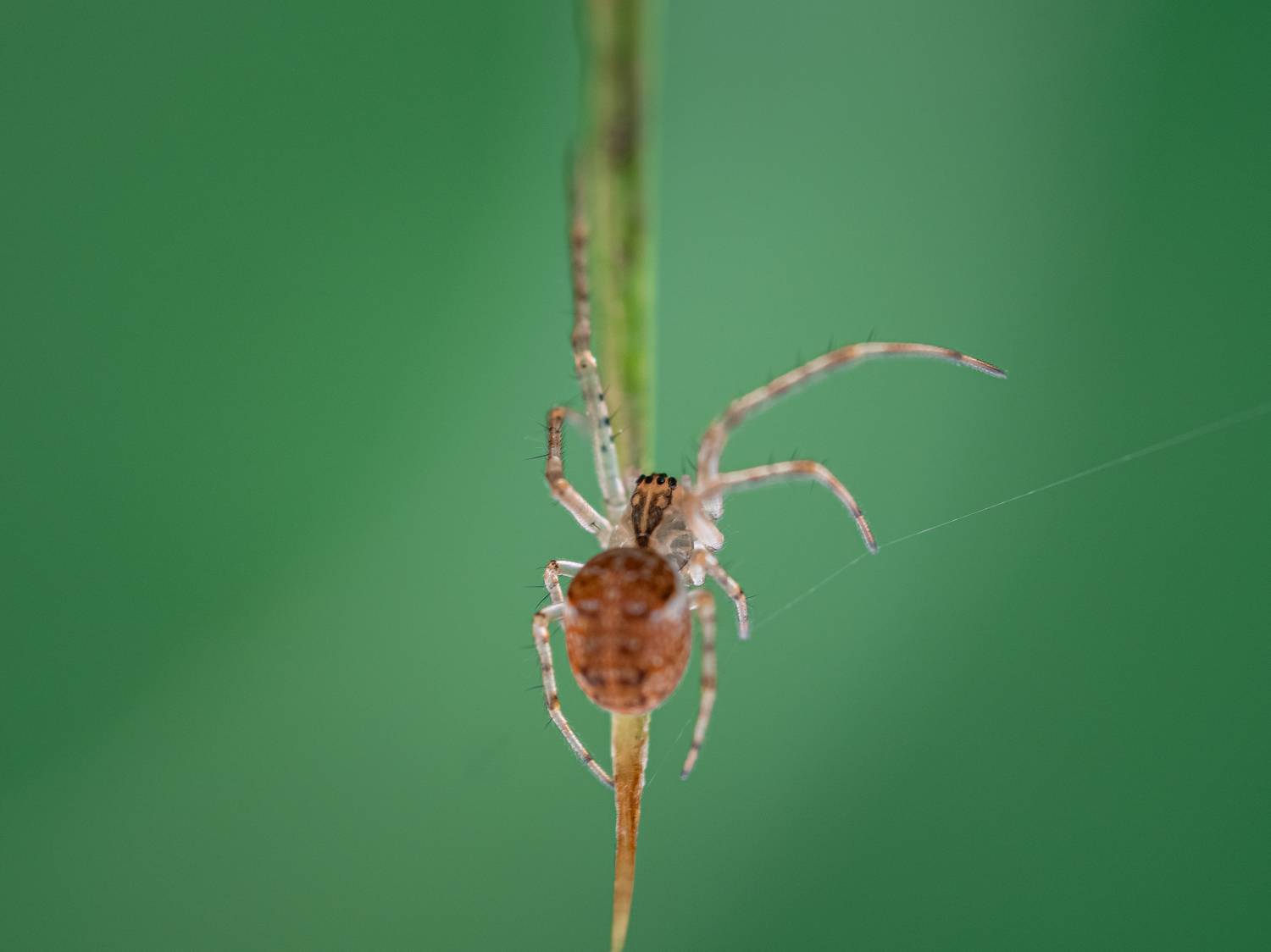 макро, паук, паутина, зелёный, macro, spider, green, web, Протченко Ирина