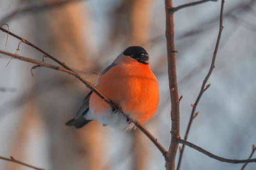Морозный вечер... Снегирь