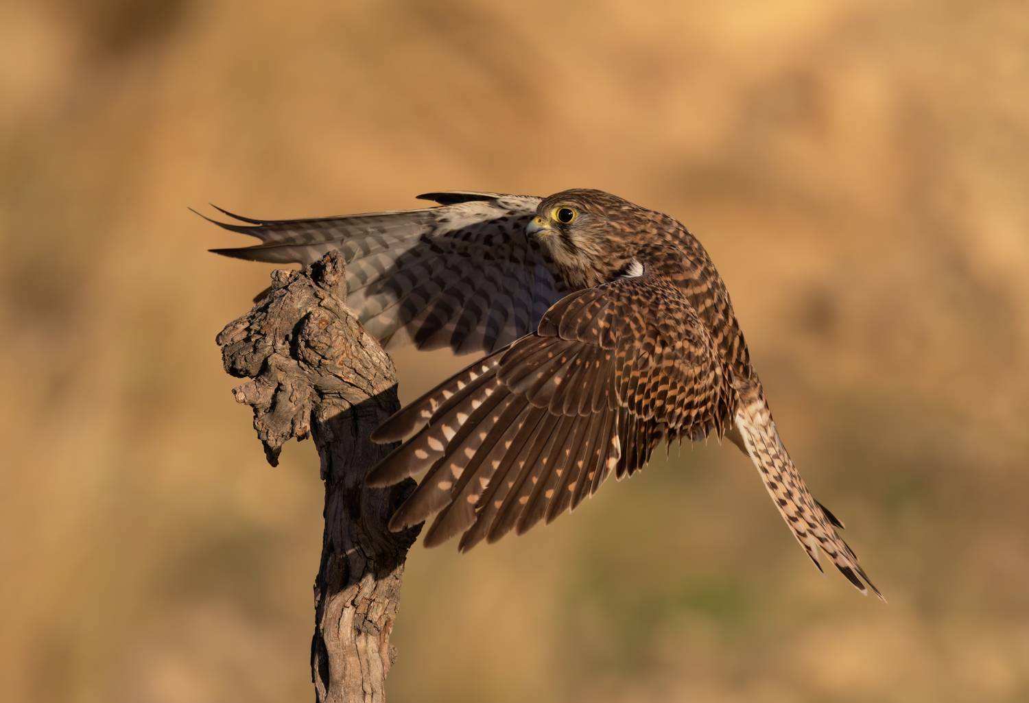 , Фруман Евгений