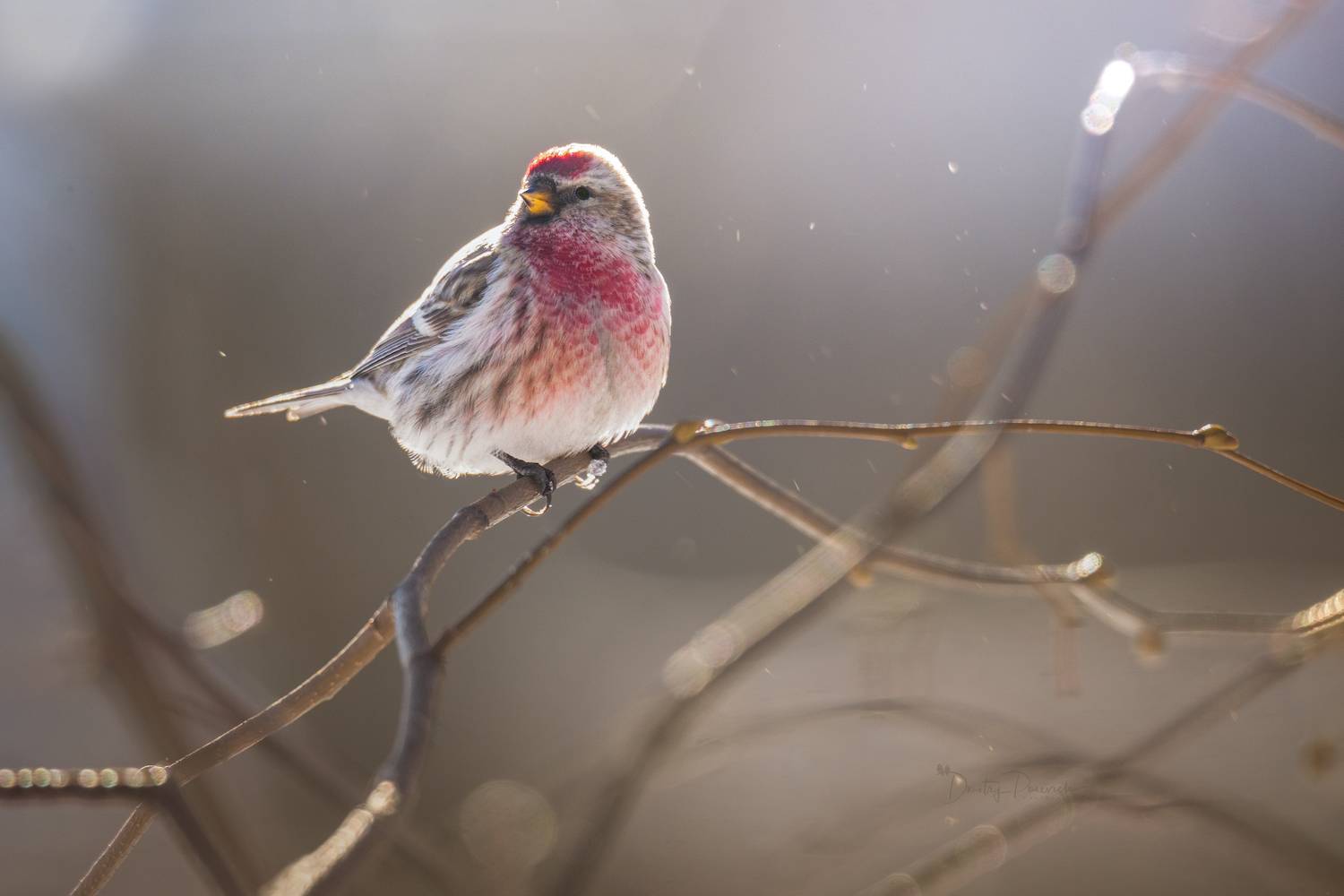 природа, лес, поля, огороды, животные, птицы, макро, Посевич Дмитрий