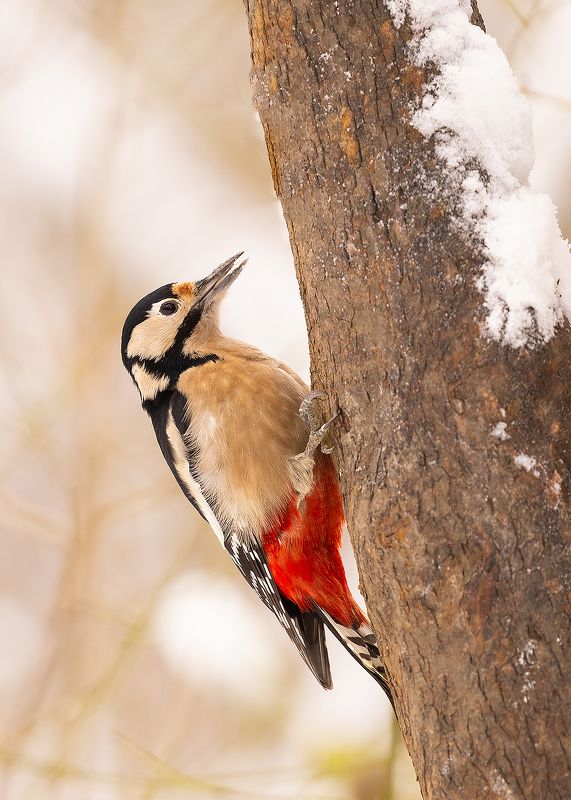 Woodpecker фото превью