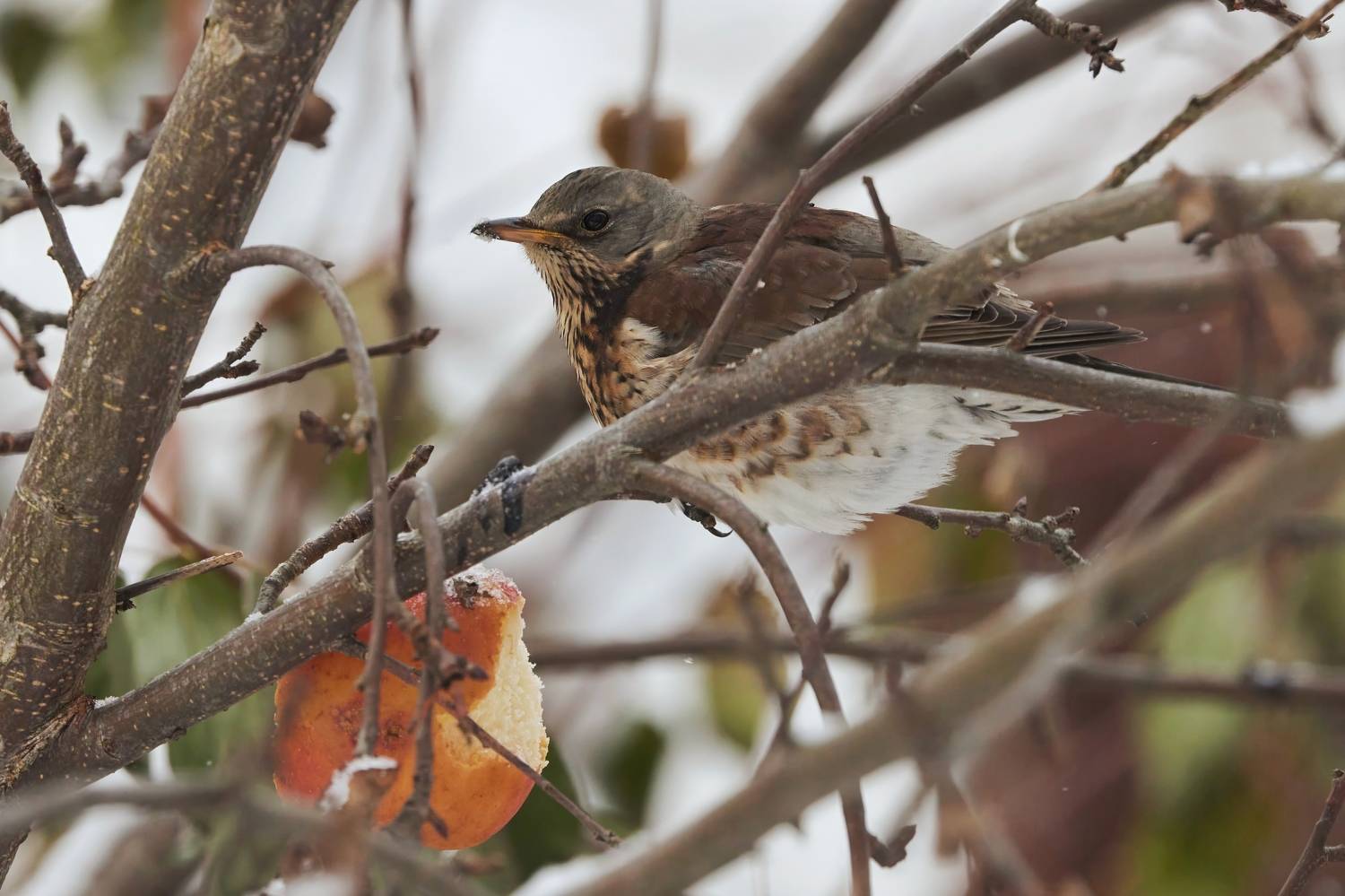 , Александр Шандов