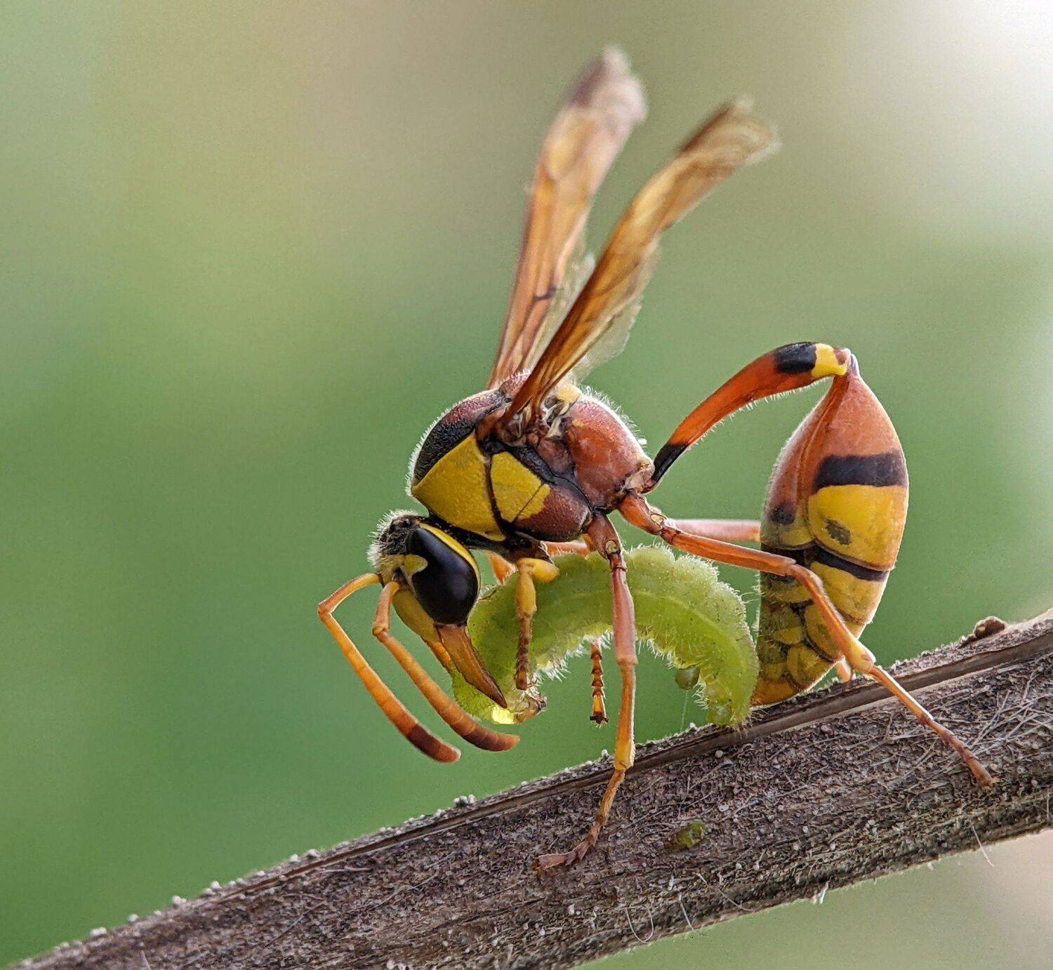 , QUYET NGUYEN TRONG