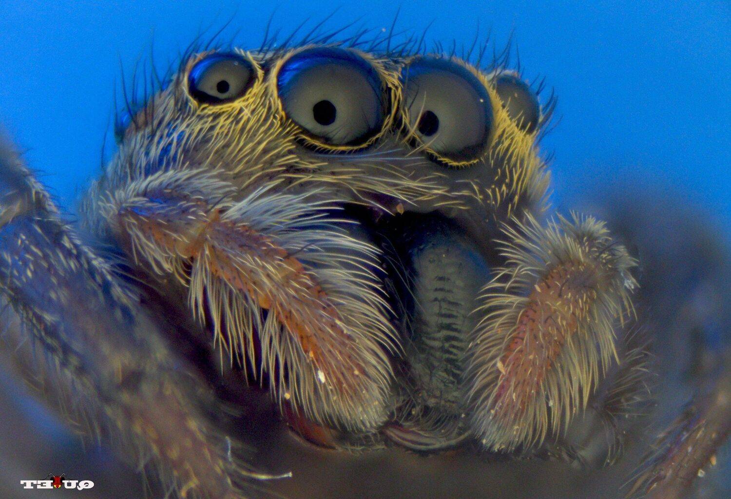 , QUYET NGUYEN TRONG