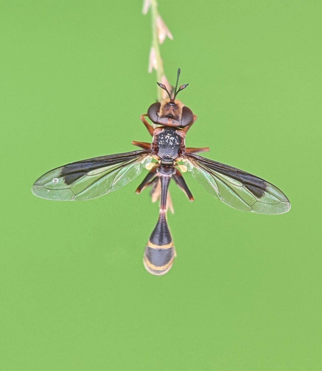 , QUYET NGUYEN TRONG