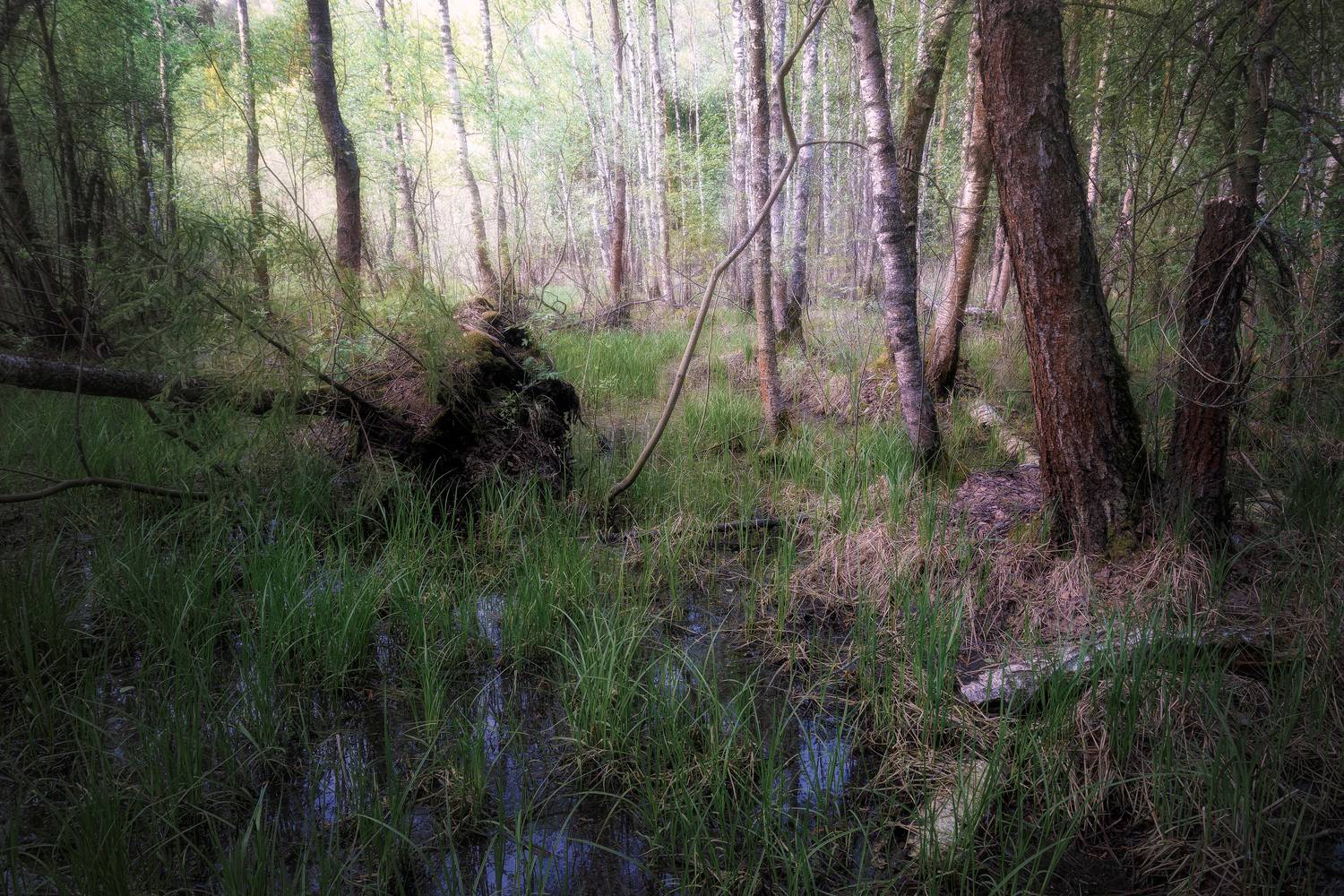 лес, деревья, листва, Валерий Вождаев