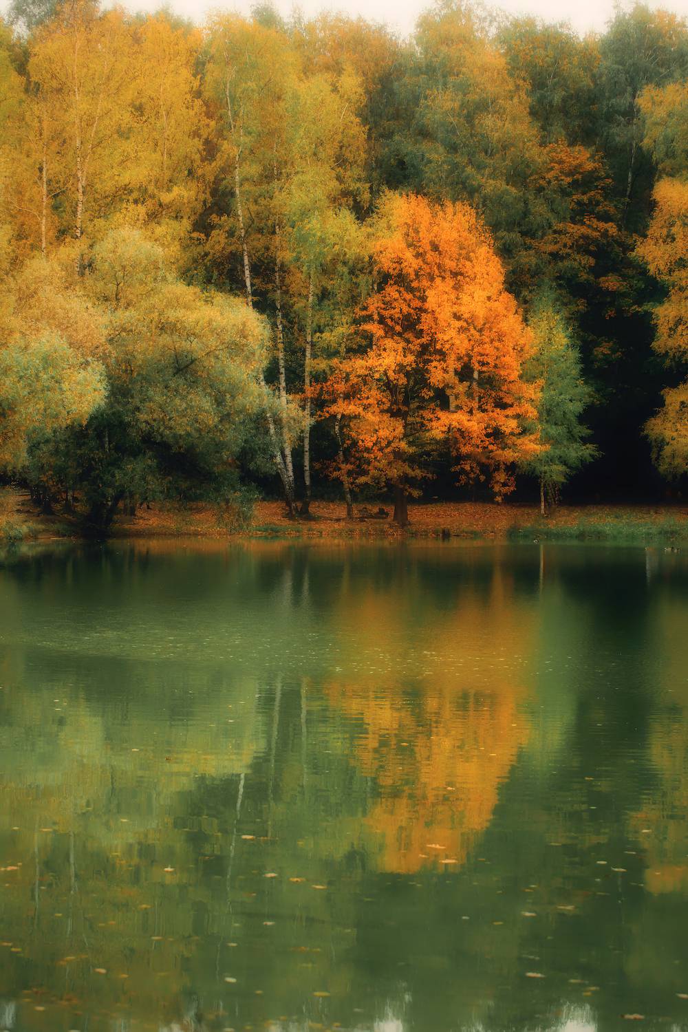 пейзаж, landscape, nature, природа, осень, autumn, золотаяосень, goldatum, лес, forest, Julia Kaissa