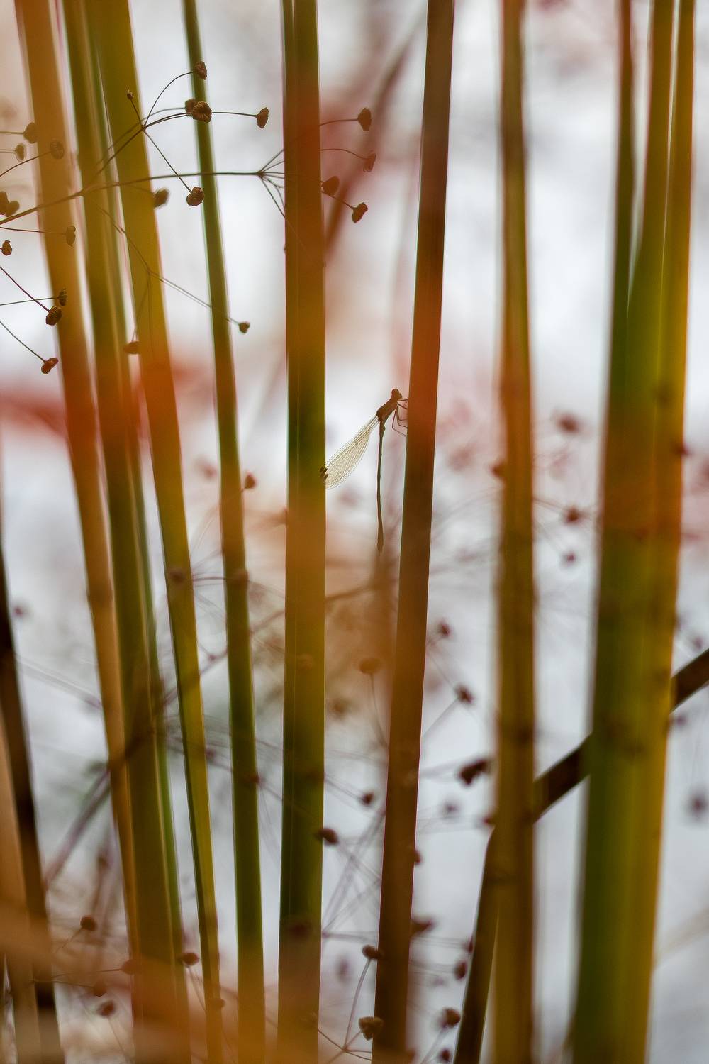 , Кузнецов Дмитрий