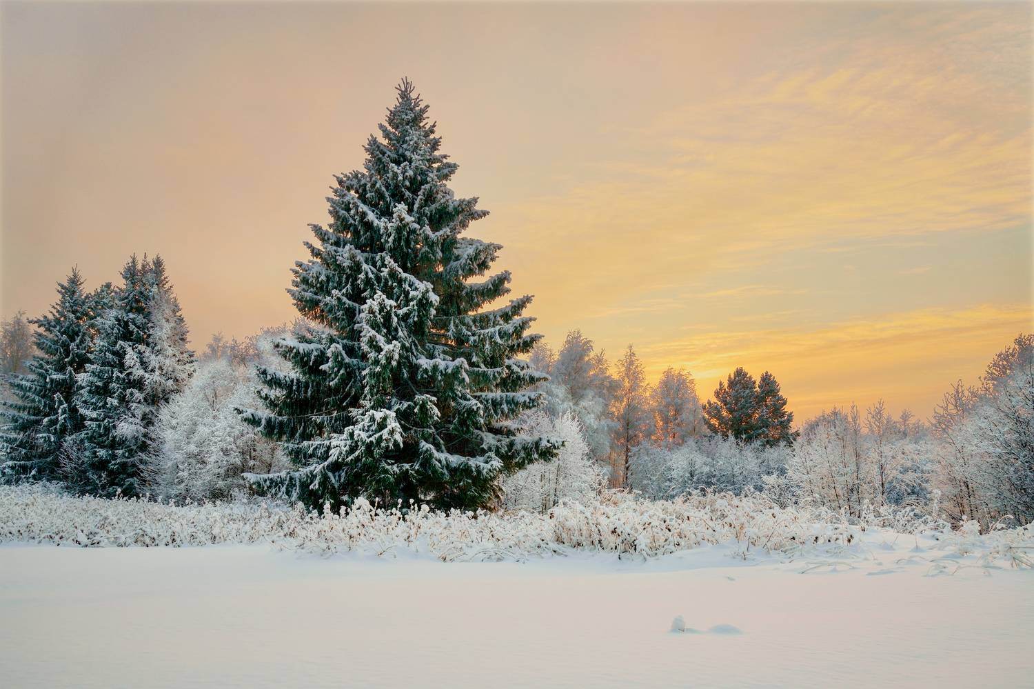 поляна, лес, солнце, снег, зима, Шишпанов Игорь