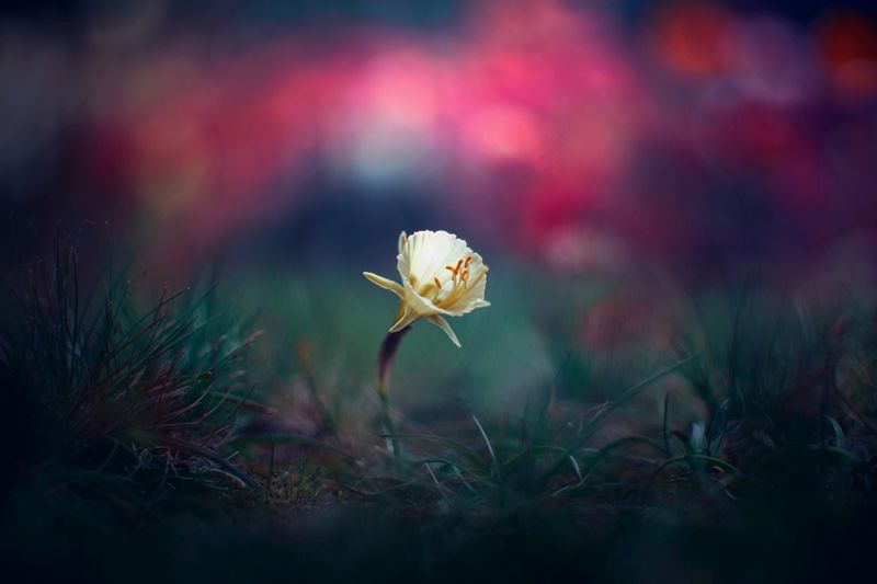Nature фото превью
