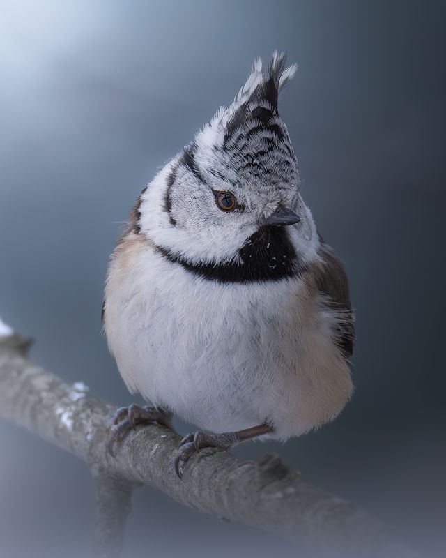 Хохлатая синица, Lophophanes cristatus, Декабрь 2023 фото превью