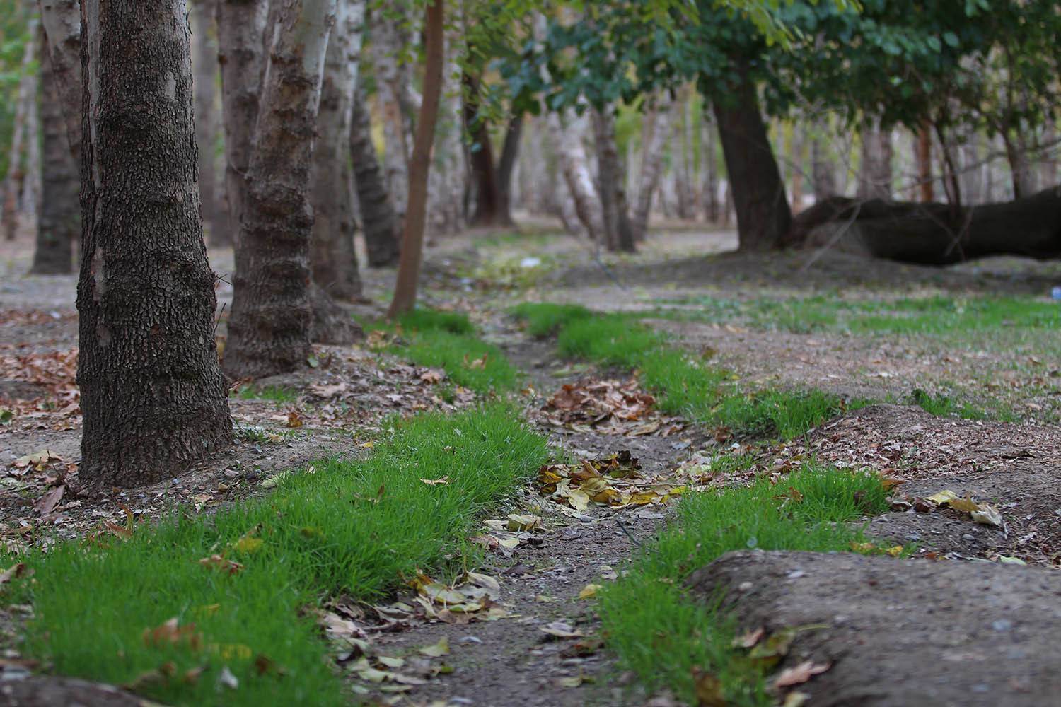 , mehdi karimi souderjani