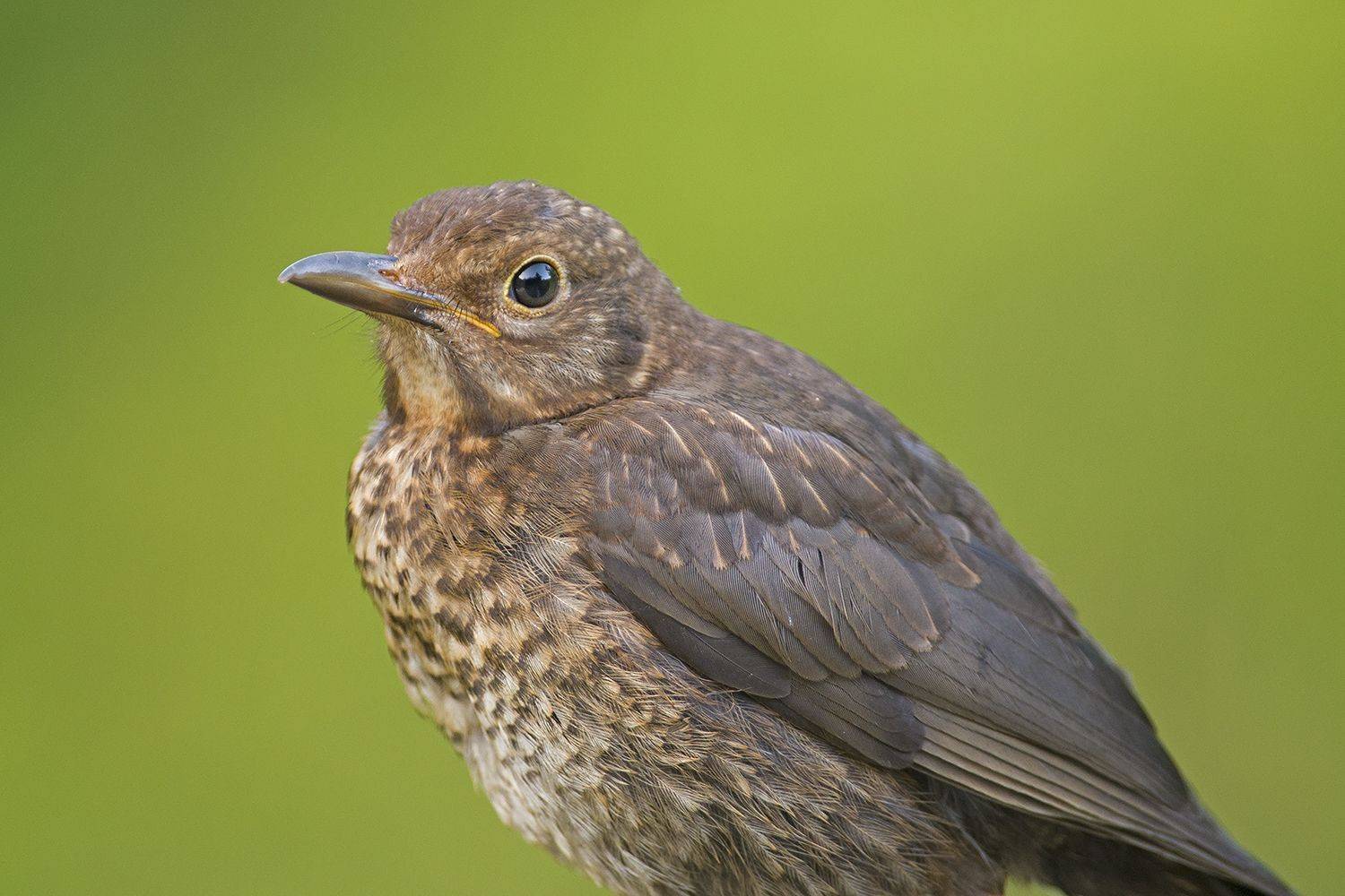 , Евгени Стефанов