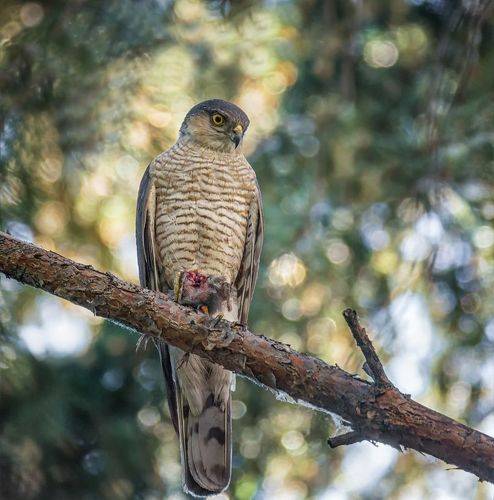 Ястреб с добычей.