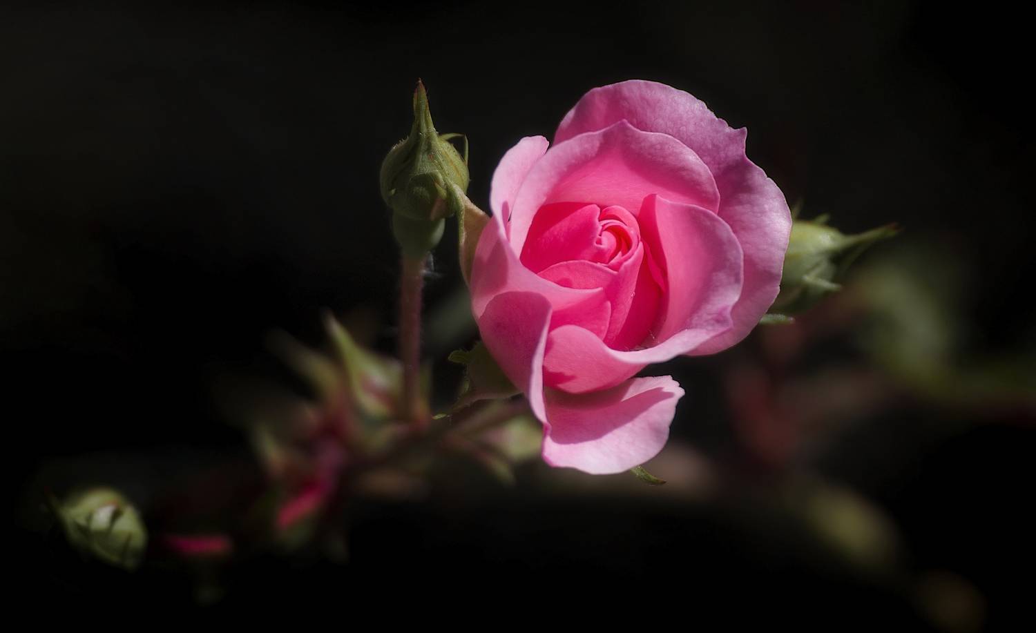 роза, Сергей Аникин