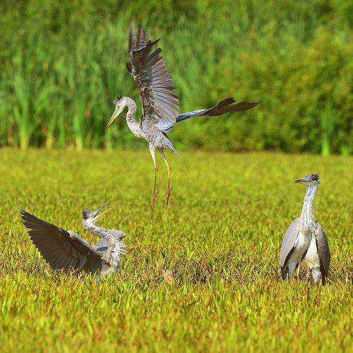 Болотный конфликт