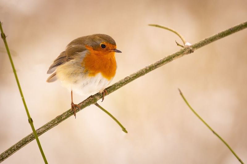 Robin фото превью