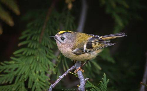 Под сенью туи