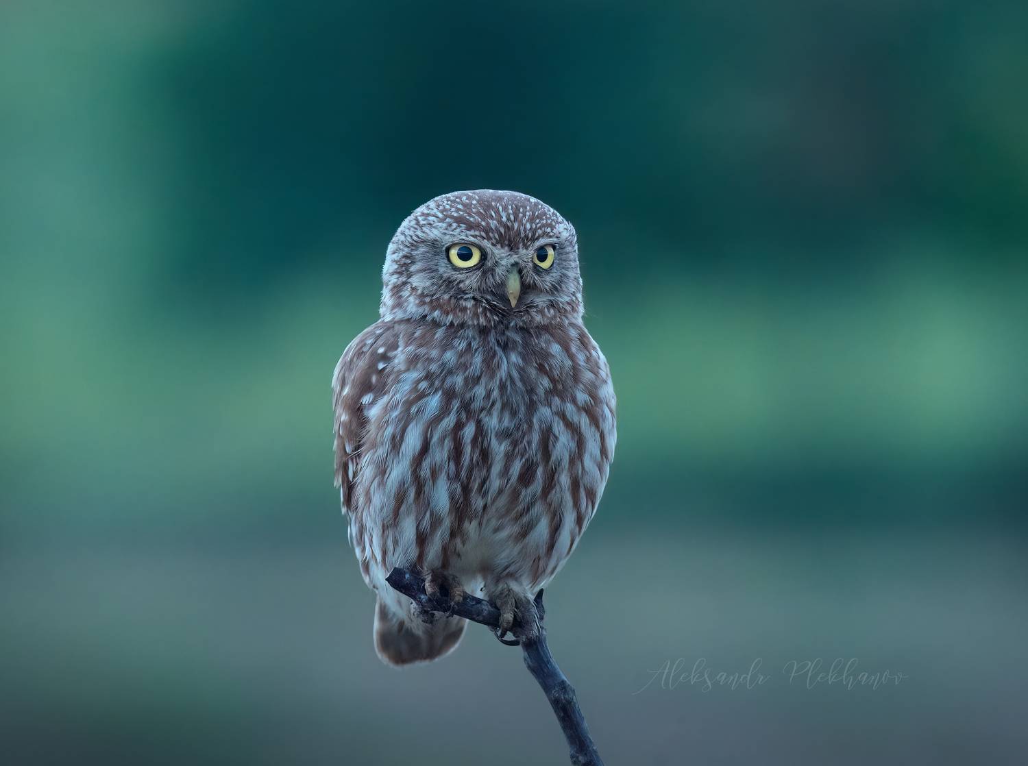 , Плеханов Александр