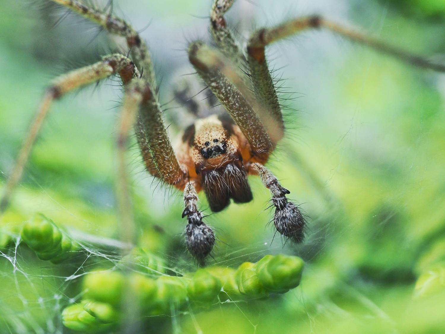 макро, паук, macro, spider, Протченко Ирина