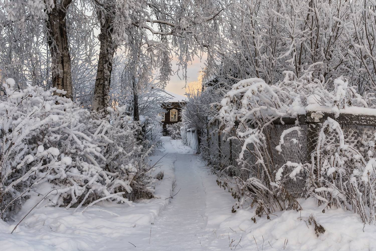 зима, иней, мороз, декабрь, деревья, кусты, дорожка, забор, дом, иней, соломбала, архангельск, Вера Ра