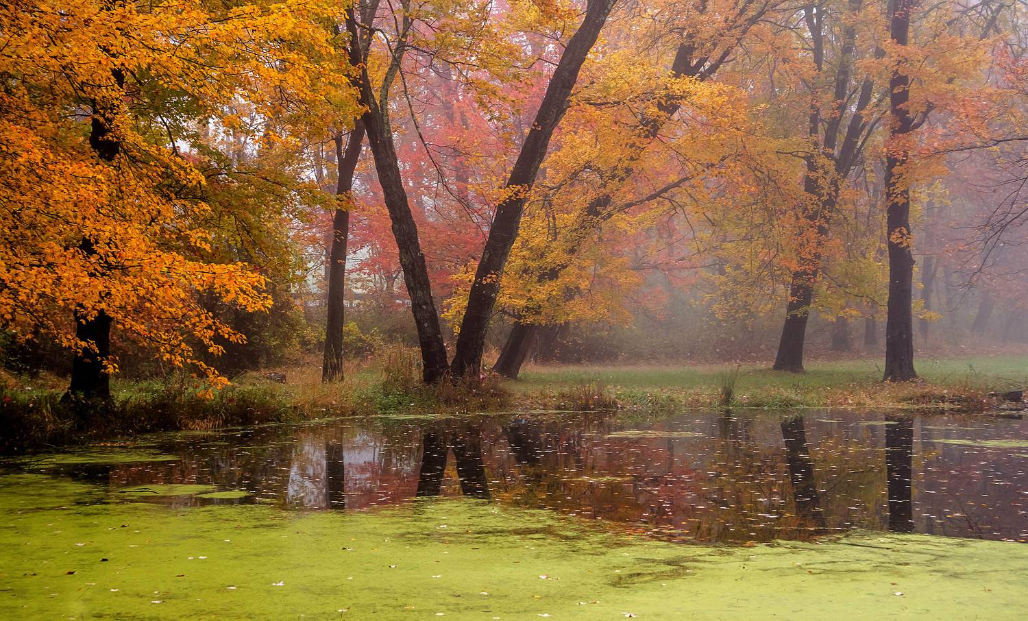 природа,осень,пейзаж,деревья,листья,туман, озеро,отражения,рыжий,октябрь,, Антонина Яновска