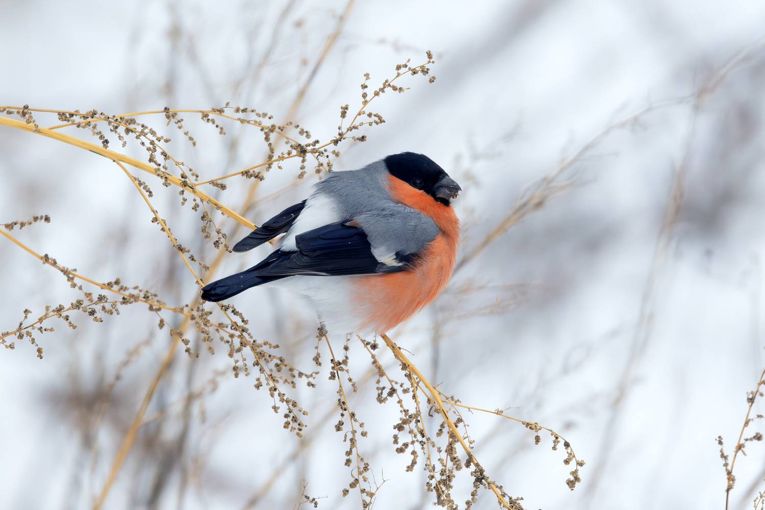 снегирь, pyrrhula pyrrhula, фото птиц, Александр Шипиленко