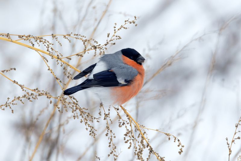 снегирь, pyrrhula pyrrhula, фото птиц Снегирь. (Pyrrhula pyrrhula) фото превью